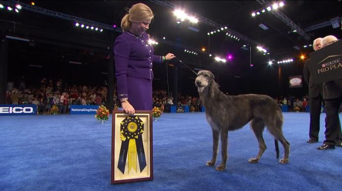 Dog Show Ribbons and Rosettes